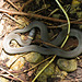 Ring-necked snake (Diadophis punctatus)