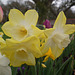 Dusky Daffs