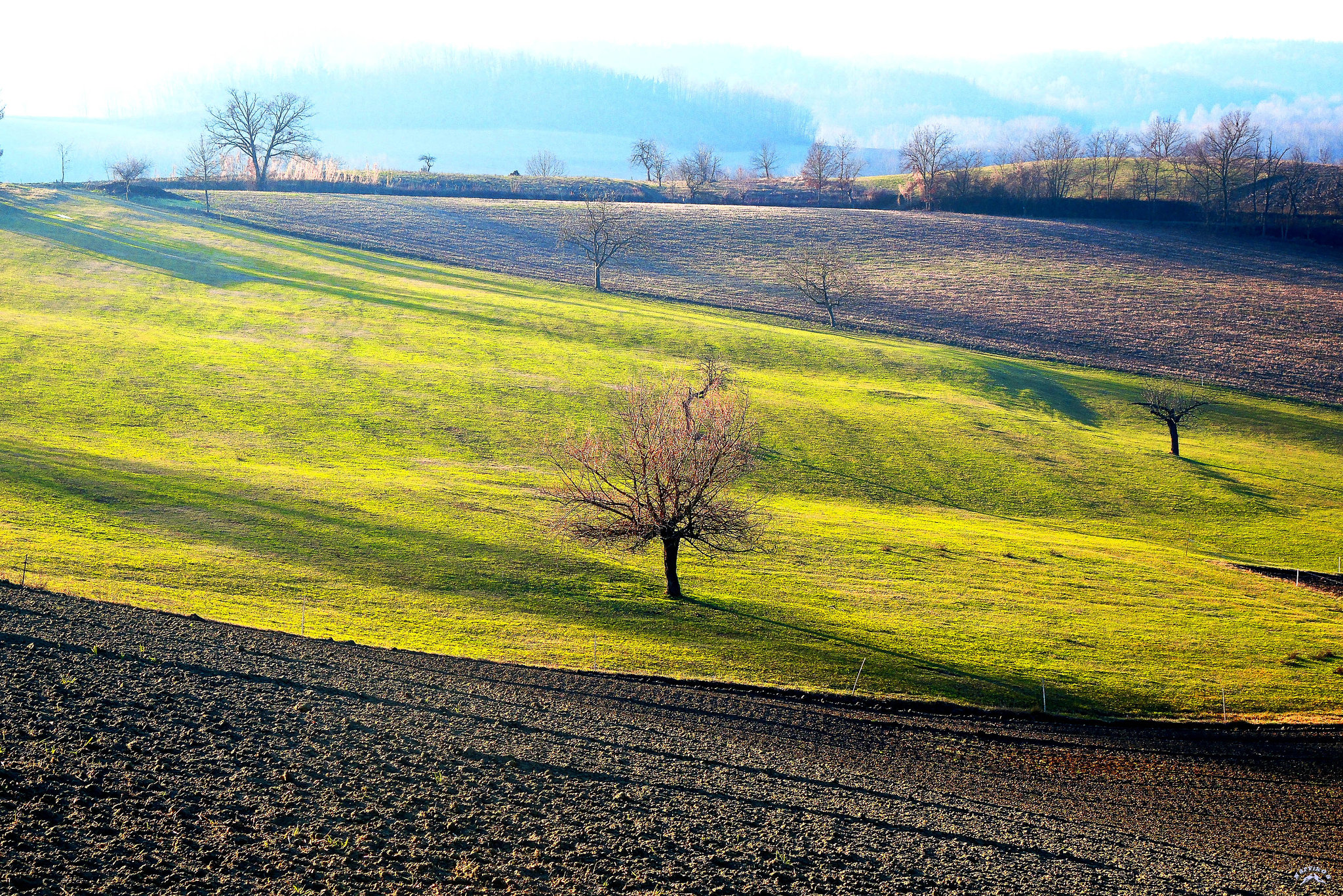 Sta tornando il verde ...