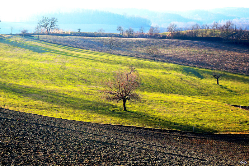 Sta tornando il verde ...