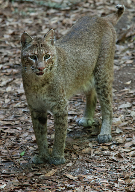 Bobcat