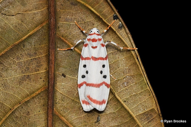 Cyana subornata (Walker, 1854)