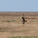 An owl hunting at Parkgate