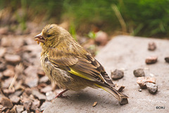 Youngster resting between mouthfuls