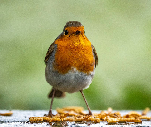 I dropped meal worms and two minutes later I had this robin sat beside me