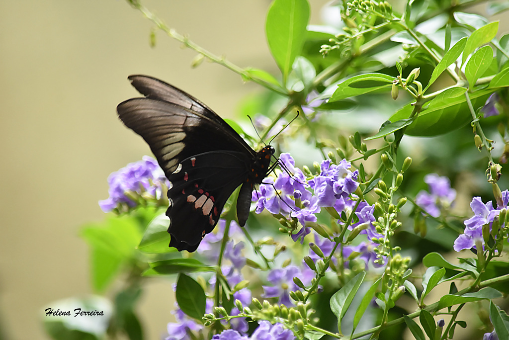 Borboleta