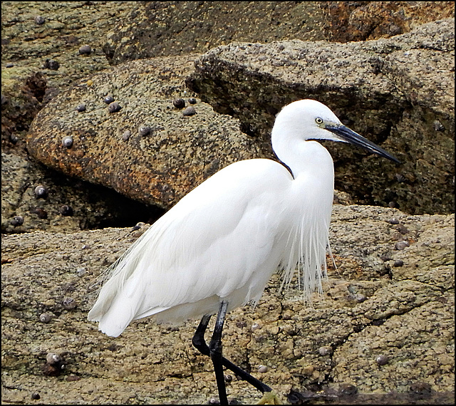 l'aigrette garzette