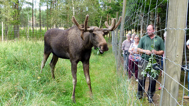 Herr Elch in Schweden