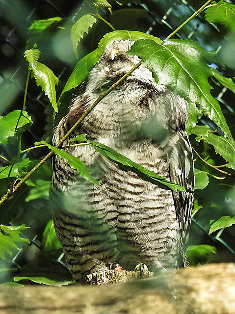 20230728 3297CPw [D~HF] Sperbereule (Surnia ulula), Tierpark Herford