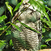 20230728 3297CPw [D~HF] Sperbereule (Surnia ulula), Tierpark Herford