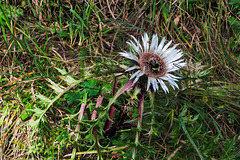 Silberdistel