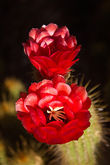 Red Torch (Echinopsis huascha)