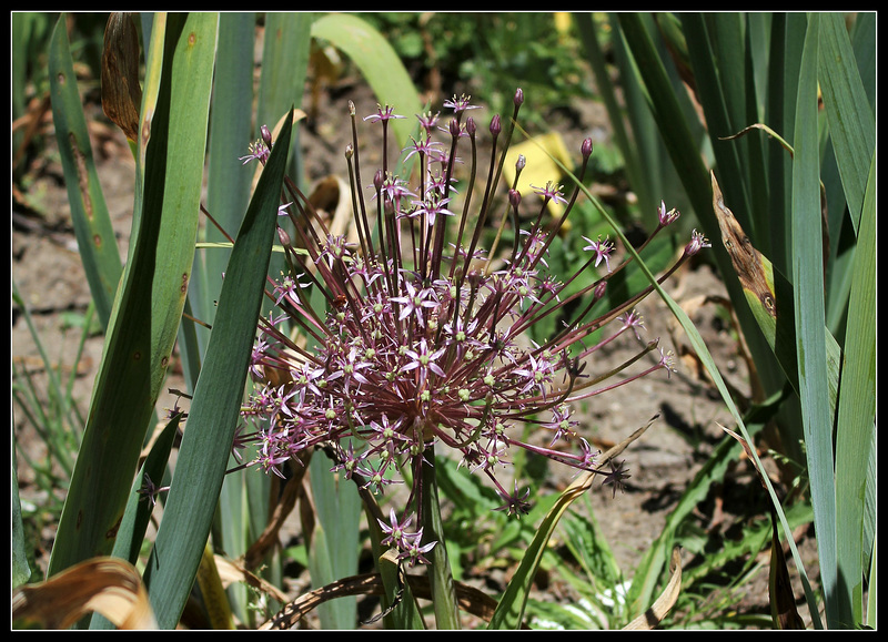 Allium schubertii (5)