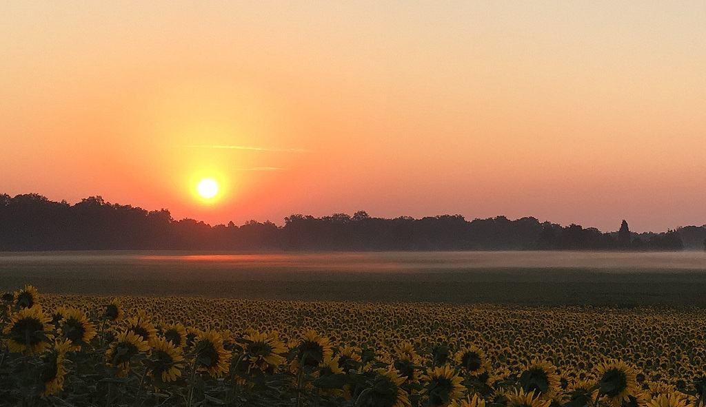 girasoles