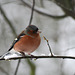 Chaffinch in the snow.