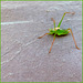 Grasshopper