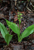 Liparis loeselii (Loesel's Twayblade orchid)