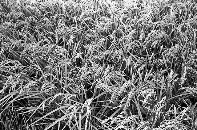 Rice is ripening