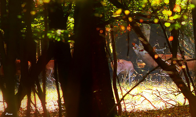 Brâme du cerf en pleine journée