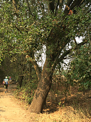 Trail ~ Cosumnes River Preserve