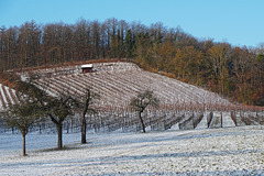 Warten auf den neuen Jahrgang - Waiting for the new vintage