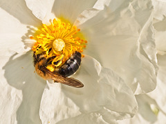 Bee on Cistus Flower