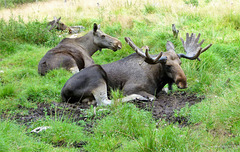 Familie Elch, Schweden