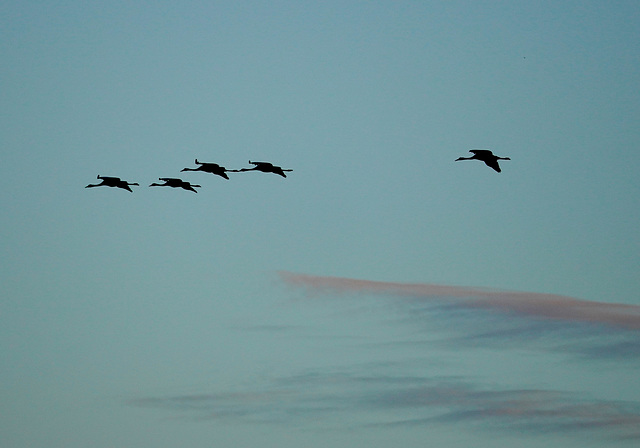 Der Flug der Kraniche