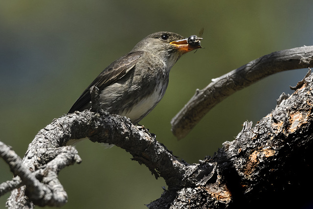 Olive-sided Flycatcher