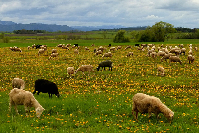 Slovak idyll