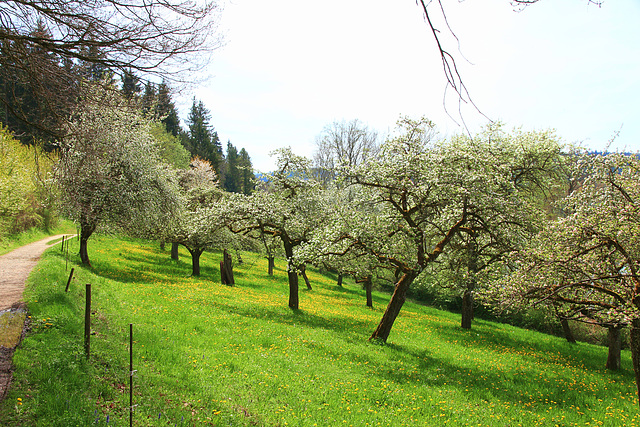 Apfelbäume in einer Streuobstwiese - (2 PicinPic) - entlang des Wanderwegs am Illmensee