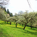 Apfelbäume in einer Streuobstwiese - (2 PicinPic) - entlang des Wanderwegs am Illmensee