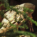 20230728 3300CPw [D~HF] Schleiereule (Tyto alba), Tierpark Herford