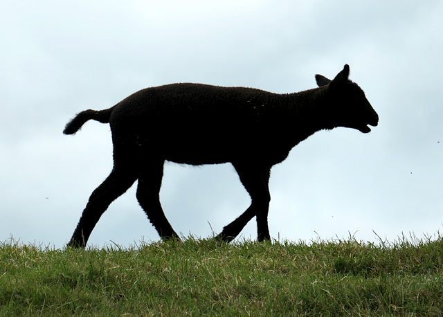 'Ein schwarzes Schaf.' auf dem Deich