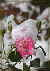 havas rózsa