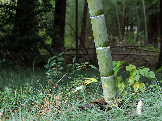 Young bamboo in a forest