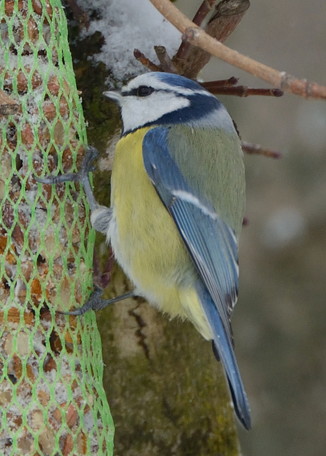 Repas d'une mésange bleue...