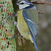 Repas d'une mésange bleue...