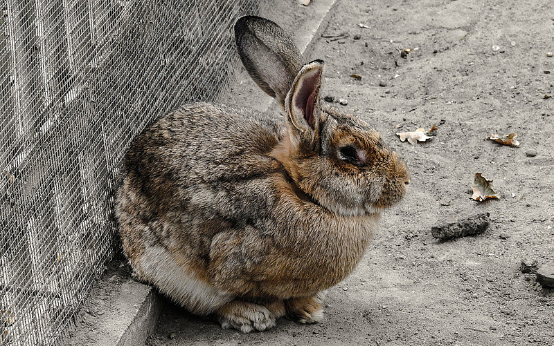 20181021 4335CPw [D~HF] Deutscher Riese,  Tierpark Herford