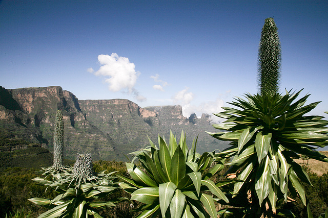 Giant Lobelia near Chenek, Simien Mountains