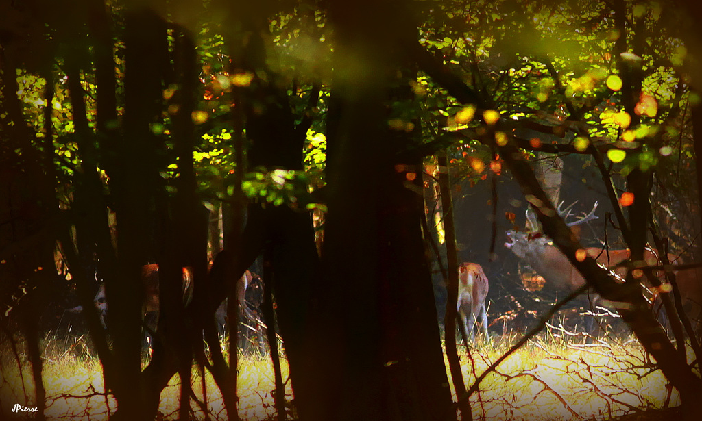 Brâme du cerf en pleine journée