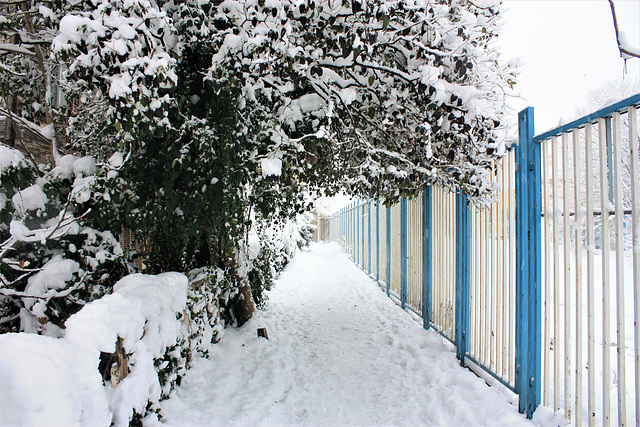 Snowy fences  HFF!