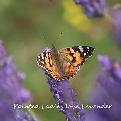 Painted Lady on Lavender,  East Blatchington 26 7 2021