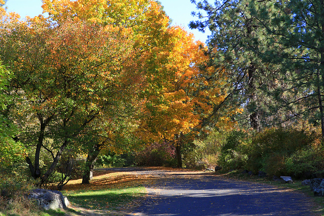 Autumn at Manito