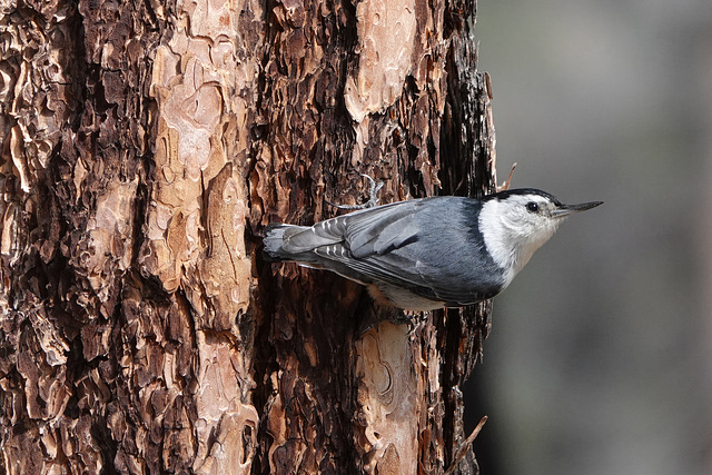 White-breasted Nuthatch