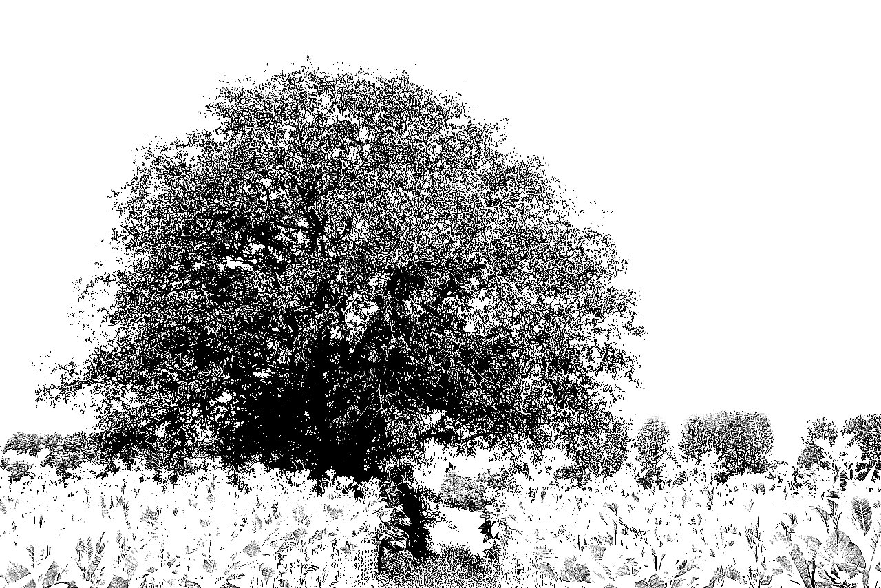Winter Tree ;-)
