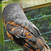 20230728 3307CPw [D~HF] Schleiereule (Tyto alba), Tierpark Herford