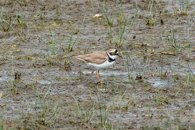 Sandregenpfeifer