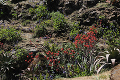 Aloes and other flowers in the mountains