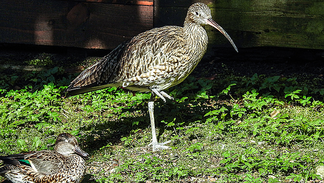 20200312 6655CPw [D~BI] Großer Brachvögel, Krickente [w], Bielefeld